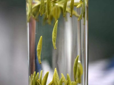 茶葉的專業(yè)知識，關(guān)于茶的基本知識大全