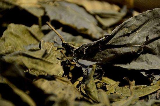 鷓鴣茶什么人不適合喝，鷓鴣茶的禁忌人群