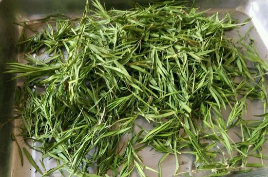 哪類人不適合喝石竹茶，石竹茶的功效與禁忌