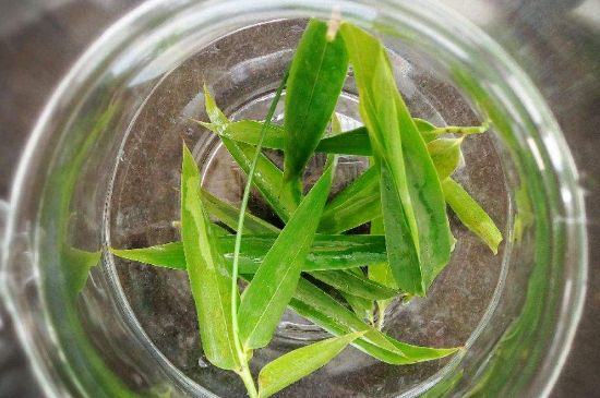 竹葉茶的禁忌，竹葉泡茶的功效禁忌