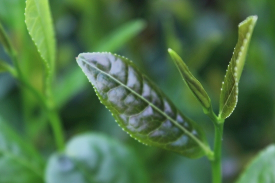 綠茶第一泡要倒掉嗎，為什么綠茶第一泡不喝？