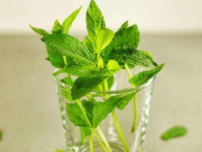 喝茶治口臭嗎，什么茶治口臭好？