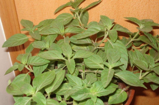 薄荷茶的功效與作用，喝薄荷茶有什么好處？