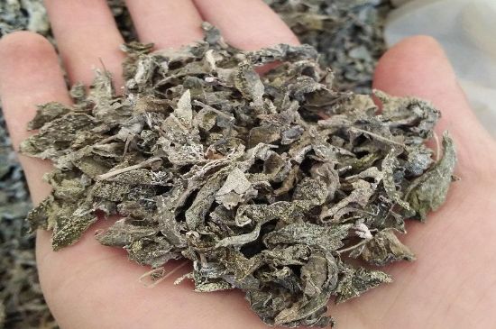 張家界莓茶真假對比，野生莓茶的鑒別方法