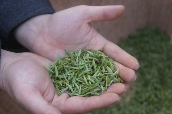 茶葉可以放冰箱嗎，茶需要放冰箱保存嗎