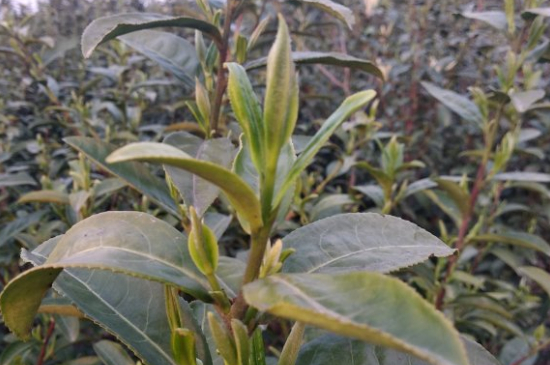 家庭如何保存碧螺春茶葉，蘇州洞庭碧螺春綠茶怎么保存？