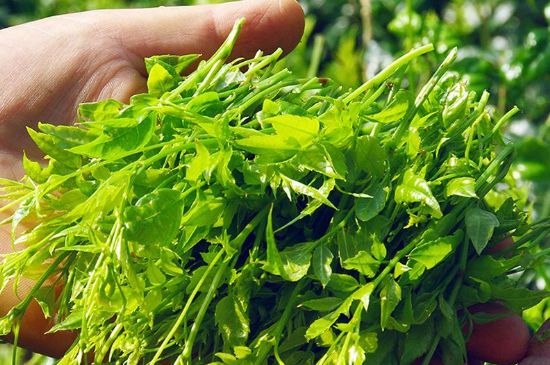 茅巖莓茶別名是什么，莓茶別名叫藤茶嗎？