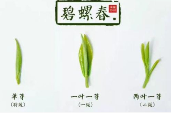 真假碧螺春泡水后區(qū)別，蘇州洞庭碧螺春怎樣鑒別好壞？