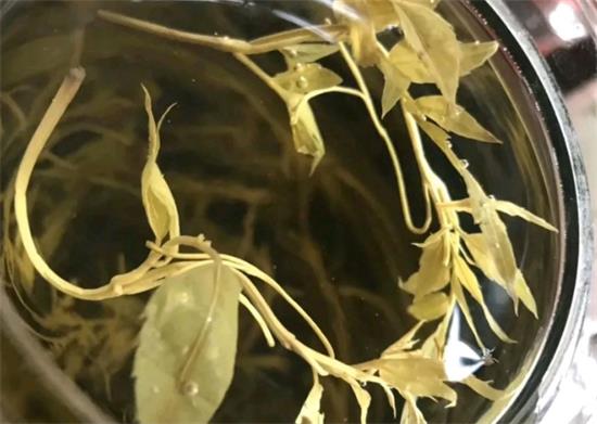 張家界茅巖莓茶與藤茶是同一種茶嗎，藤茶跟莓茶一不一樣？