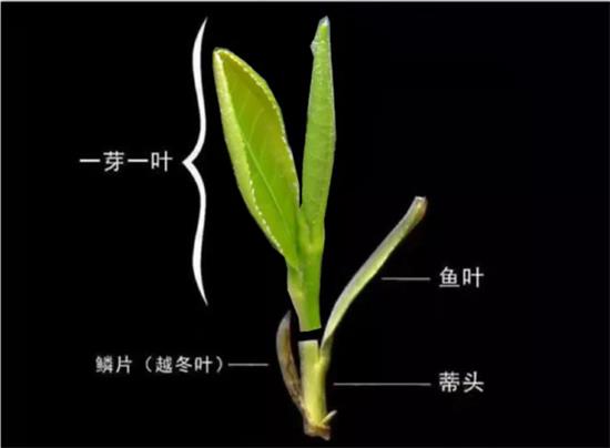 摘茶葉最快的方法，采摘茶葉怎么才能快？