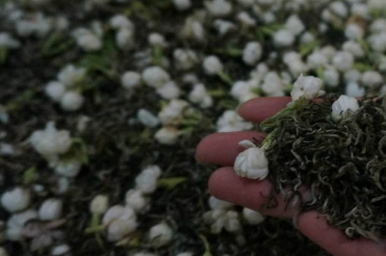 茉莉茶的種類和等級(jí)，茉莉花茶的分類