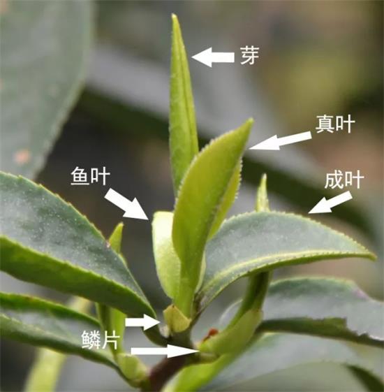 摘茶葉最快的方法，采摘茶葉怎么才能快？