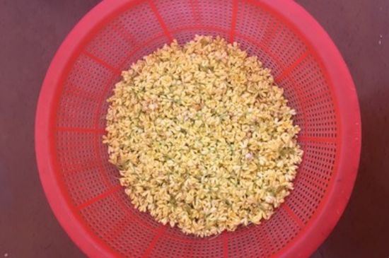 干桂花茶的制作方法，怎樣自制桂花茶？