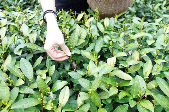 采茶的方法與步驟，如何正確采摘茶葉？