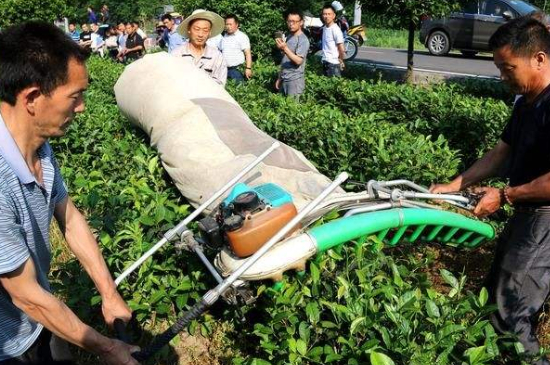 采茶的方法與步驟，如何正確采摘茶葉？