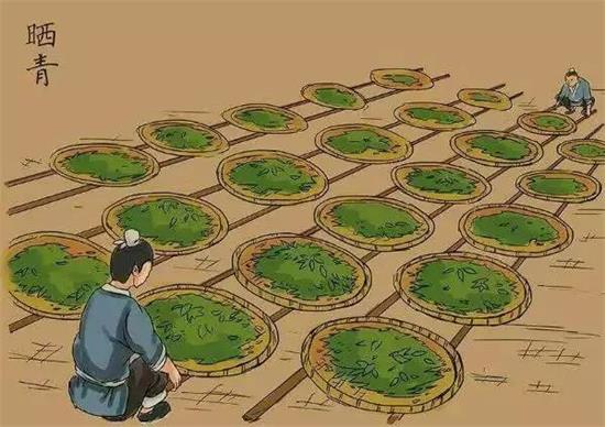 制茶八步驟，制茶工藝流程圖