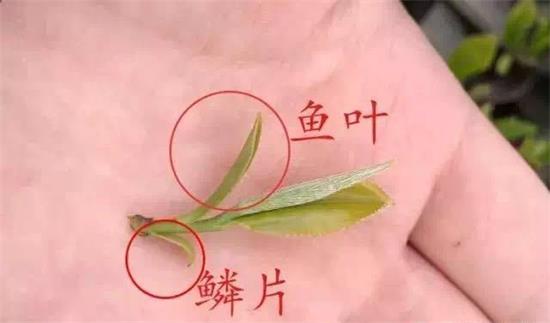 摘茶葉最快的方法，采摘茶葉怎么才能快？