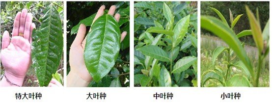 摘茶葉最快的方法，采摘茶葉怎么才能快？