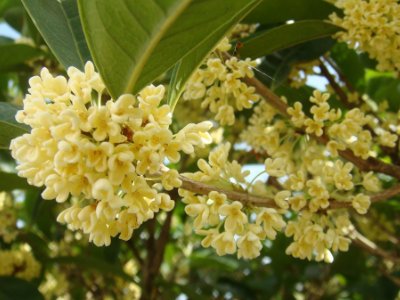 桂花泡茶禁忌，桂花泡水喝的9大禁忌