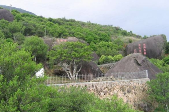 宋種一號價值為什么高，鳳凰單樅宋種1號價格與產(chǎn)量多少？