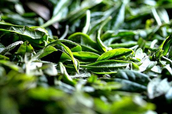 荒野銀針市場價(jià)多少，真正的荒野白毫銀針多少錢？