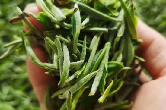 金壇雀舌算不算好茶，金壇雀舌屬于什么檔次茶葉？