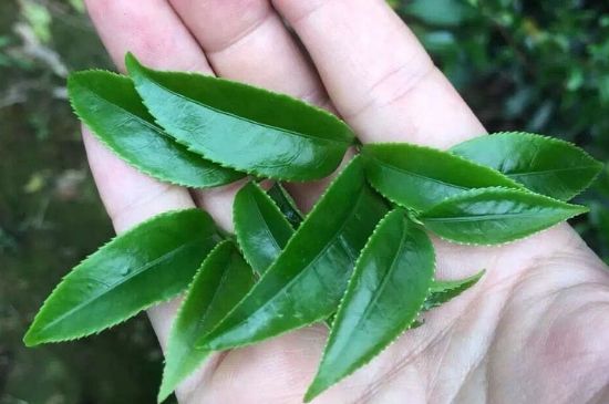 鋸朵仔跟鴨屎香哪個貴，鋸朵子和鴨屎香哪個好喝？