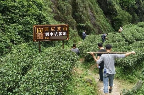 300塊錢(qián)的金駿眉能喝嗎，兩三百多金駿眉和一千多區(qū)別