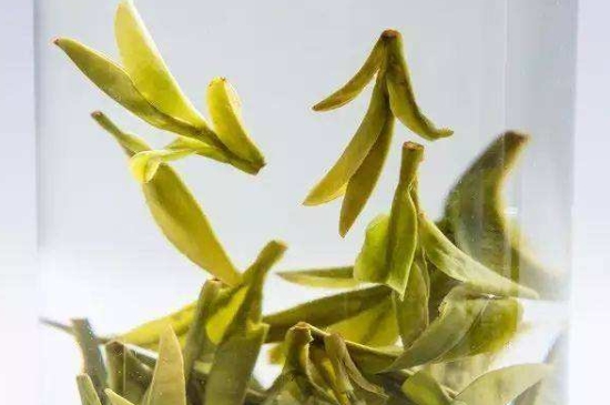 烏牛早和龍井的區(qū)別圖片，龍井43號和烏牛早茶的對比