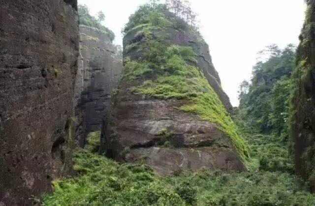 武夷山為什么盛產(chǎn)茶葉，武夷山茶為什么好喝？