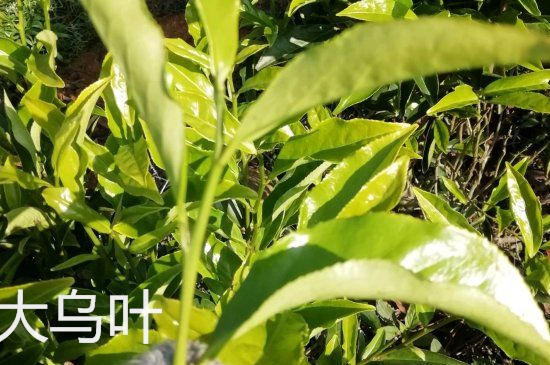 鴨屎香和大烏葉是同一種茶葉嗎，單叢大烏葉和鴨屎香有什么區(qū)別？
