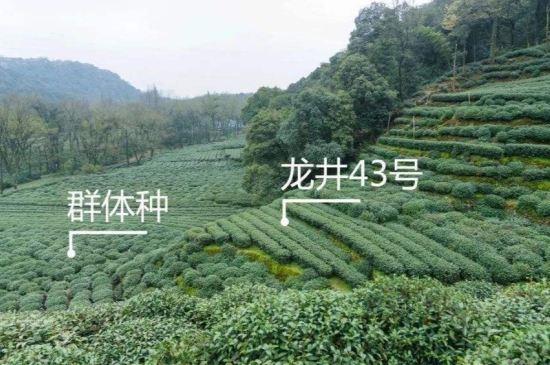 43號(hào)龍井屬于好茶嗎，龍井茶43號(hào)是什么意思？