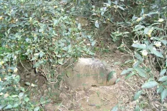 母樹大紅袍給誰喝了，為什么母樹大紅袍叫三棵六株？