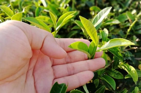 大紅袍四大品種有哪些，大紅袍的種類和著名品種特點介紹