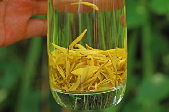 茶中奇葩黃金芽，安吉白茶中黃金芽的特點