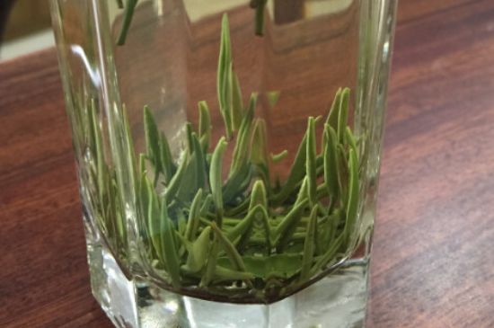 竹葉青和雀舌哪個(gè)貴，竹葉青茶貴嗎？