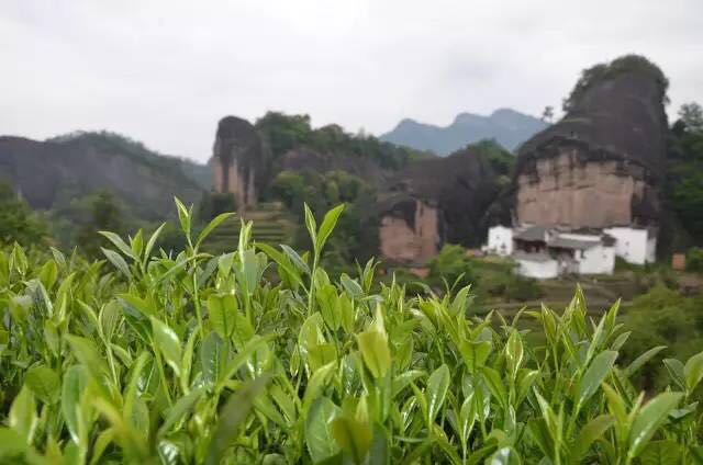 武夷山為什么盛產(chǎn)茶葉，武夷山茶為什么好喝？