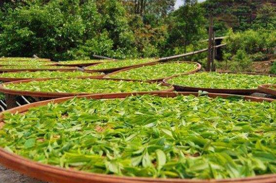 單叢茶十大香型以及常見品種大全，潮安鳳凰單樅十大名香歸類