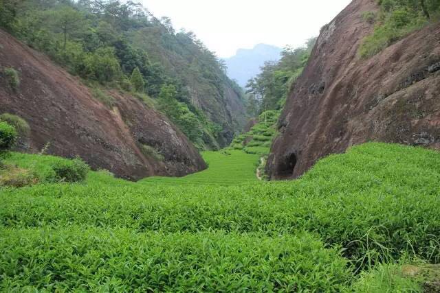 武夷山為什么盛產(chǎn)茶葉，武夷山茶為什么好喝？