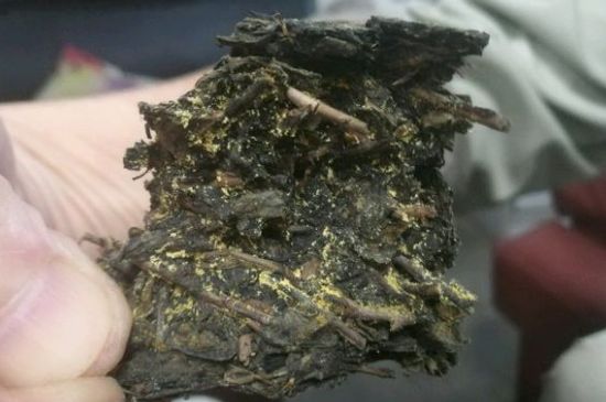 伏茶里的金花是黃曲霉素嗎，金花茯茶里的是什么菌