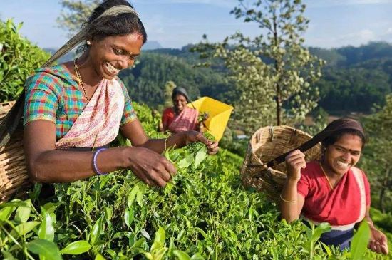 中國最好紅茶排名，中國最著名的十大紅茶