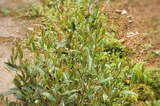大紅袍四大品種有哪些，大紅袍的種類和著名品種特點介紹