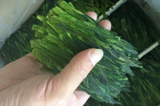 什么綠茶味道濃香，那個綠茶比較濃香？