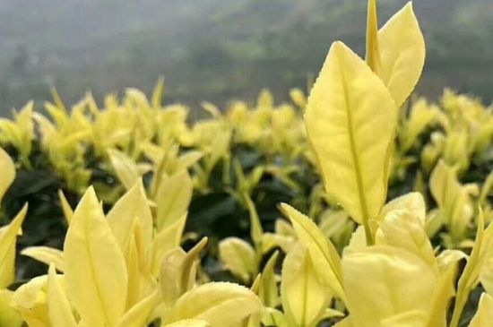 茶中奇葩黃金芽，安吉白茶中黃金芽的特點