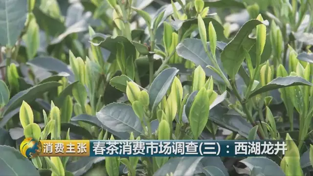 龍井群體種和43號(hào)的區(qū)別圖片，龍井43和群體種哪個(gè)好喝？