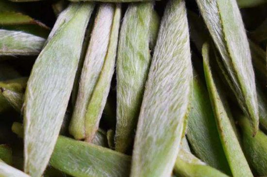 荒野銀針有什么特點(diǎn)，荒野銀針的味道口感咋樣？