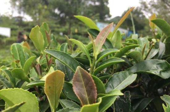 43號(hào)龍井屬于好茶嗎，龍井茶43號(hào)是什么意思？