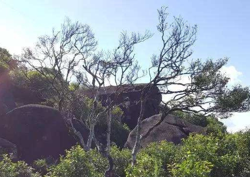 宋種一號價值為什么高，鳳凰單樅宋種1號價格與產(chǎn)量多少？