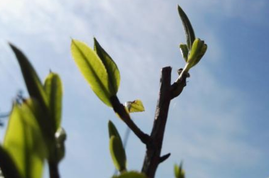 潮安鳳凰單叢十大名樅是什么，烏崠十大古樹名香品種介紹