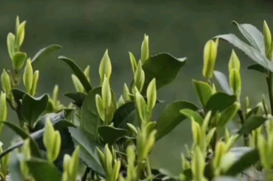 什么是雪前龍井茶，明前、雨前、雨后龍井有什么區(qū)別？